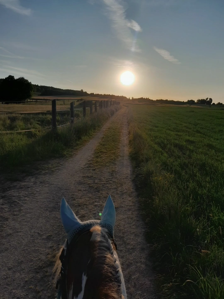 Ausritt bei Sonnenuntergang – Blick über einen Feldweg zwischen den Ohren des Pferdes