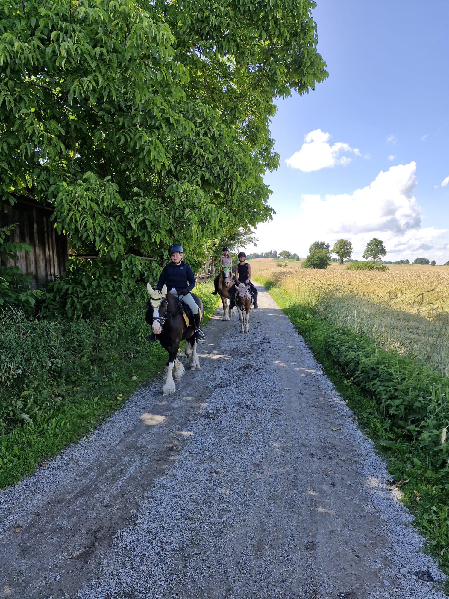 Ausritt mehrerer Reiter auf einem Feldweg